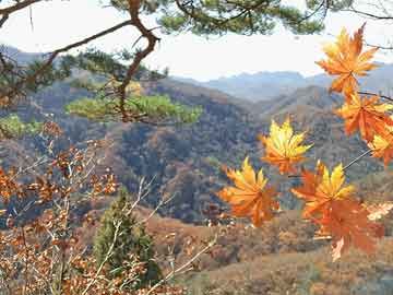 石峰区财政局新项目，区域经济发展新动力重磅启动